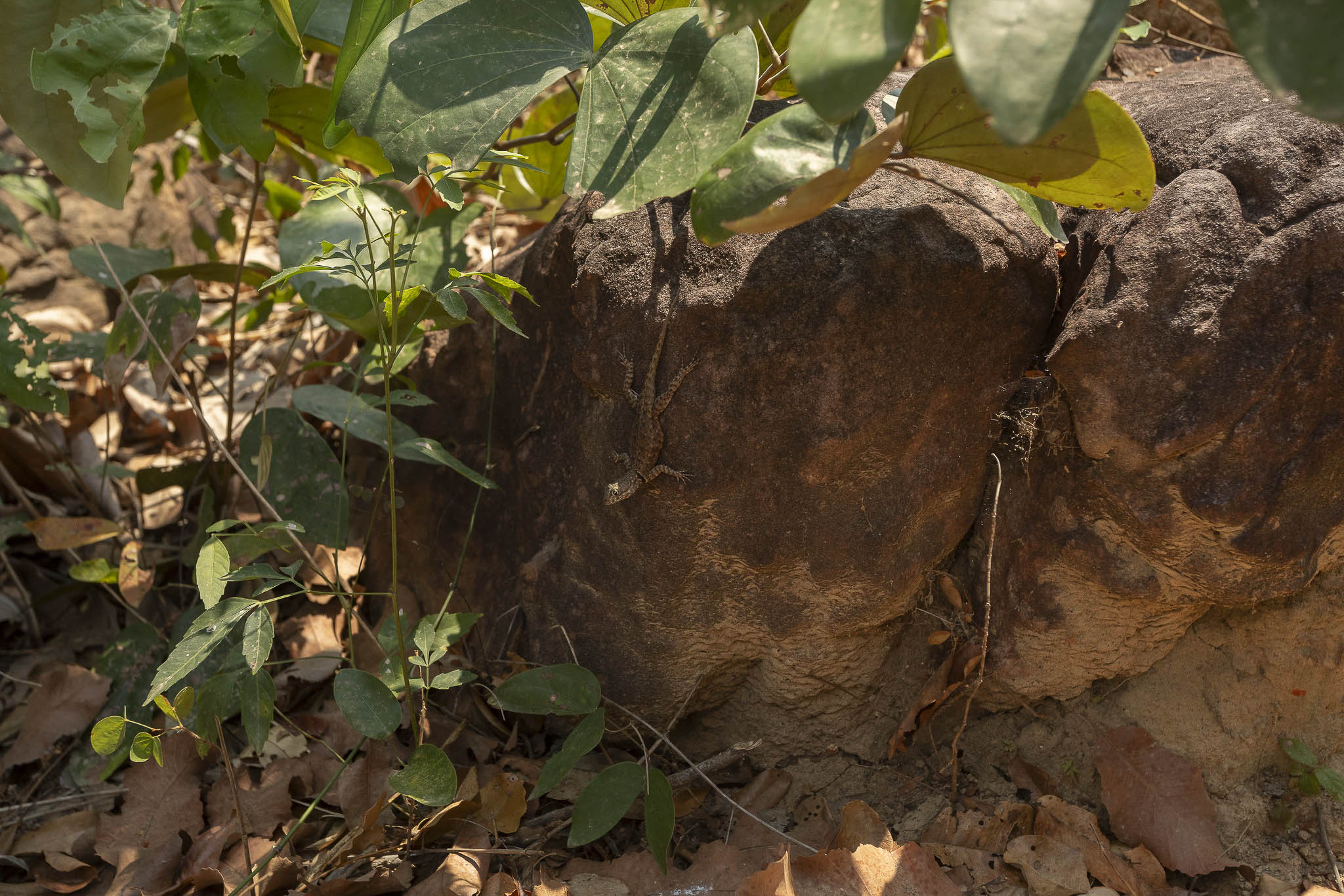 Imagem Expedição Chap Guim - ESEC Serra das Araras--67 da expedição de expedicoes/araras_25